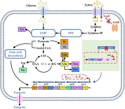 Construction of Bacillus subtilis for efficient production of fengycin from xylose through CRISPR-Cas9